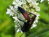 Stenichneumon culpator