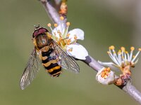 Syrphus torvus 4, Bosbandzweefvlieg, Saxifraga-Gerard de Jong : Bosbandzweefvlieg, Insect, Macro, Overig, Saxifraga Beeldbank, Syrphus torvus
