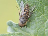 Tabanus bromius 5, Kleine runderdaas, Saxifraga-Mark Zekhuis