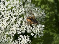 Tachina fera 14, Saxifraga-Willem van Kruijsbergen