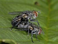 Tachinidae sp