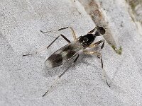 Tachydromia sp