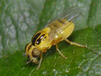 Thaumatomyia sp