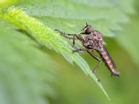 Tolmerus atricapillus