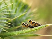 Urophora stylata 3, Speerdistelboorvlieg, Saxifraga-Ben Delbaere