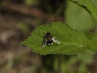 Volucella bombylans 15, Hommelreus, Saxifraga-Jan van der Straaten