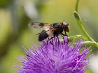 Volucella pellucens 31, Witte reus, Saxifraga-Jan Nijendijk
