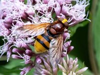 Volucella zonaria 14, Stadsreus, Saxifraga-Bart Vastenhouw