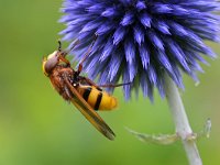 Volucella zonaria 17, Stadsreus, Saxifraga-Tom Heijnen