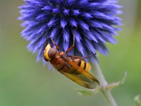 Volucella zonaria 18, Stadsreus, Saxifraga-Tom Heijnen