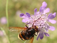 Volucella zonaria 5, Stadsreus, Saxifraga-Rutger Barendse