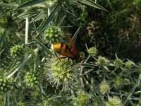 Volucella zonaria 7, Stadsreus, Saxifraga-Rutger Barendse