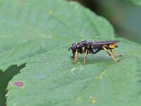 Xylota sylvarum 6, Grote gouden bladloper, Saxifraga-Tom Heijnen