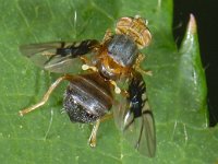 Anomoia purmunda #13790 : Anomoia purmunda, Picture Wing Fly, Boorvlieg