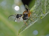 Anomoia purmunda 01 #13198 : Anomoia purmunda, Picture Wing Fly, Boorvlieg