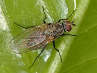 Anthomyiidae sp 10, female, Saxifraga-Ab H Baas