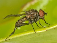 Anthomyiidae sp 15, Saxifraga-Ab H Baas