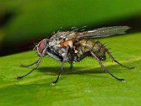 Anthomyiidae sp 7, Saxifraga-Ab H Baas