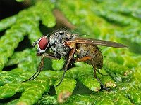 Anthomyiidae sp 8, Hydrophoria of Hylemya, Saxifraga-Ab H Baas