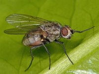 Anthomyiidae sp 9, female, Saxifraga-Ab H Baas