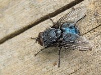 Calliphora vicina N2202 : Calliphora vicina, Roodwangbromvlieg