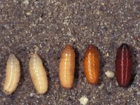 Calliphora vomitoria 4, Roodbaard-bromvlieg, pupa, Saxifraga-Frits Bink