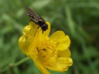 Cheilosia albitarsis 2, Weidegitje, Saxifraga-Frank Dorsman  Cheilosia albitarsis, WeidegitjeBredevoort 100811