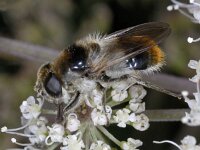 Cheilosia illustrata #03957 : Cheilosia illustrata, Wollig gitje, female