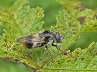 Cheilosia illustrata 5, Wollig gitje, Saxifraga-Ab H Baas