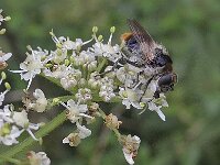 Cheilosia illustrata 6, Wollig gitje, Saxifraga-Ab H Baas
