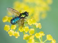 Chloromyia formosa 11, Gewone prachtwapenvlieg, Saxifraga-Mark Zekhuis