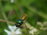 Chloromyia formosa 14, Gewone prachtwapenvlieg, Saxifraga-Ben Delbaere