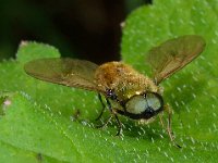 Chloromyia formosa 5, Gewone prachtwapenvlieg, Saxifraga-Ab H Baas