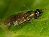 Chloromyia formosa 6, Gewone prachtwapenvlieg, Saxifraga-Ab H Baas