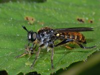 Choerades marginatus 2, Eiken-stamjager, Saxifraga-Ab H Baas