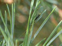 Chrysopa perla, Gewone gaasvlieg, Saxifraga-Tom Heijnen