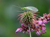 Chrysoperla carnea