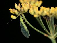 Chrysoperla carnea 5, Goudoogje, Saxifraga-Tom Heijnen