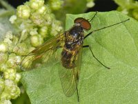 Chrysopilus cristatus #08232 : Chrysopilus cristatus, Snipe Fly, Snipvlieg