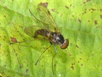 Chrysopilus cristatus #08269 : Chrysopilus cristatus, Snipe Fly, Snipvlieg