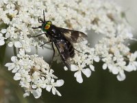 Chrysops relictus 2, Gewone goudoogdaas, Saxifraga-Peter Meininger