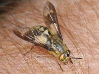 Chrysops relictus #08467 : Chrysops relictus, Goudoogdaas, Horse fly, female