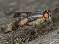 Chrysops relictus 01 #13580 : Chrysops relictus, Goudoogdaas, Horse fly