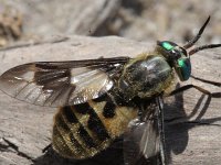 Chrysops relictus 6, Gewone goudoogdaas, Saxifraga-Rutger Barendse