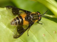 Chrysops viduatus 2, Stip-goudoogdaas, Saxifraga-Ab H Baas