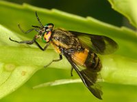 Chrysops viduatus 3, Stip-goudoogdaas, Saxifraga-Ab H Baas