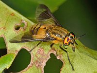 Chrysops viduatus 4, Stip-goudoogdaas, Saxifraga-Ab H Baas