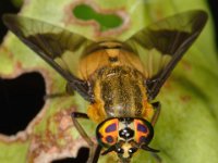 Chrysops viduatus 6, Stip-goudoogdaas, Saxifraga-Ab H Baas