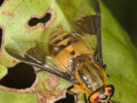 Chrysops viduatus 7, Stip-goudoogdaas, Saxifraga-Ab H Baas