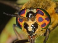 Chrysops viduatus 8, Stip-goudoogdaas, Saxifraga-Ab H Baas